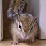 I7-pJCiO-IY-channel-avatar-prettychipmunk