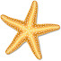 pEiVi2B8ksQ-channel-avatar-Starfish Maths