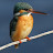 beautykingfisher