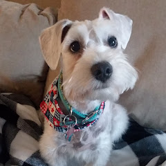 Plain Vanilla Grandma net worth