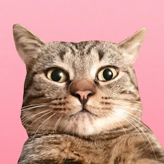 Kittens avatar