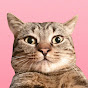 Kittens Image Thumbnail