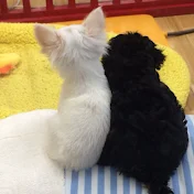 kawaii channel動物