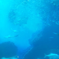 ponzu azi