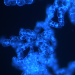 Plant_Cell Manipulationアイコン画像