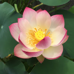 365日毎日が幸せ記念日アイコン画像