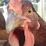 ndZ-wjCTdO8-channel-avatar-FwydChickn