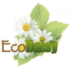 EcoDaisy net worth