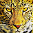 avatar of @asadullakhajabaig1001