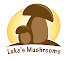 7g6MdGPuhjg-channel-avatar-Luke's Mushrooms