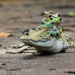 ワニcrocodile