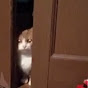 まよちゃn