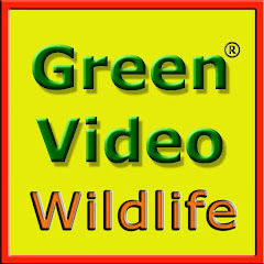 Green Video Wildlife