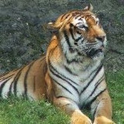 Misaki Tiger