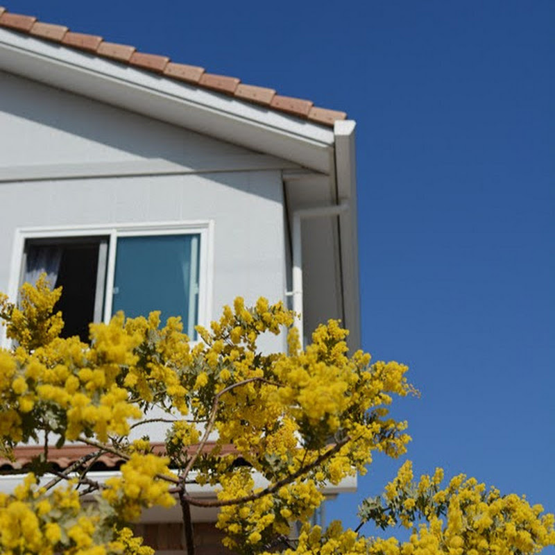 Koan杏子媽媽のサムネイル