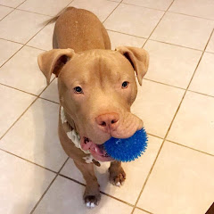 Pitbulls Being Wholesome net worth