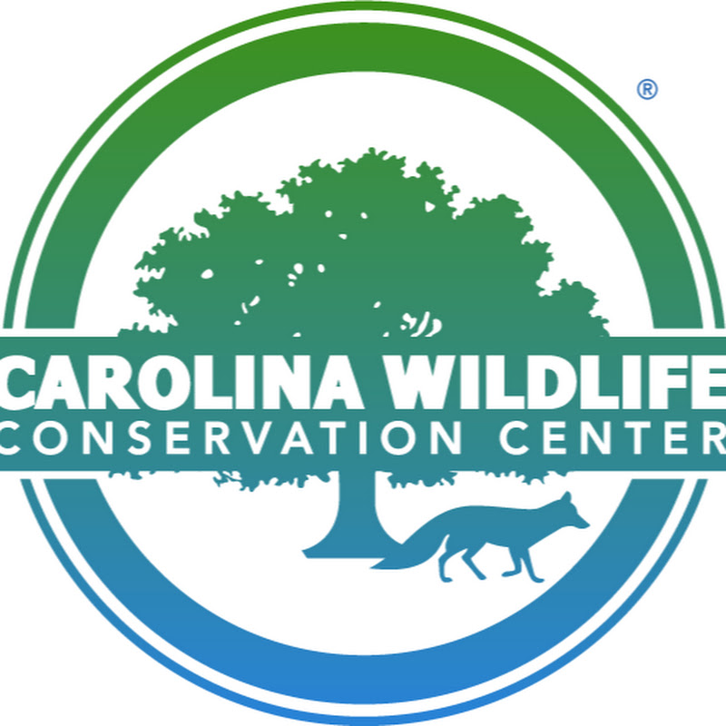 Carolina Wildlife avatar