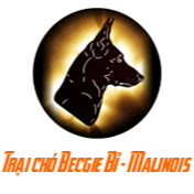 Trại chó Malinois - Becgie Bỉ