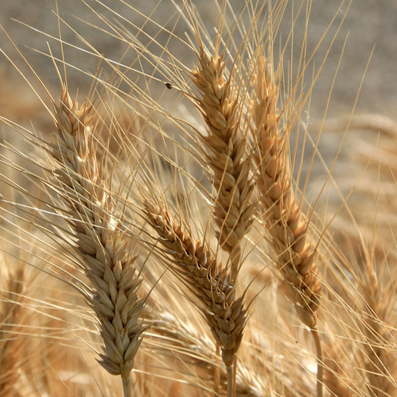 The Whole Oat