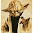 @yoda55555