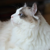 RagdollLove