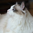SzsFaA9-pPM-channel-avatar-RagdollLove