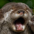 MMWPDczLpko-channel-avatar-Dos Mustelidos Perlados