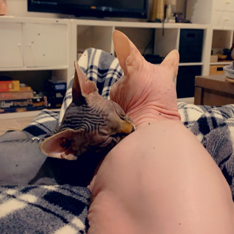 Smeagol and Groot the Sphynx Cat Brothers