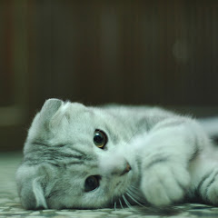 黃小杰アイコン画像