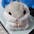 Dongaxely Cotton Hamster