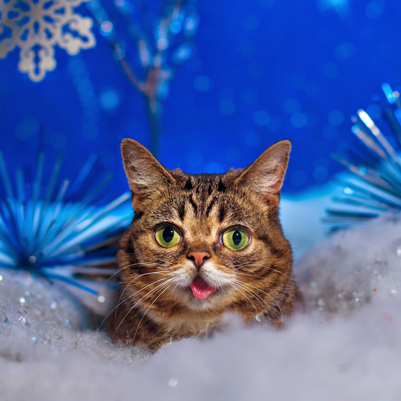 Lil BUB icon