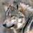 @noblewolf9364