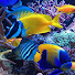 UaOhhMM9dPM-channel-avatar-fish harvest