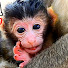 vvvofYumtUA-channel-avatar-Wild Monkey