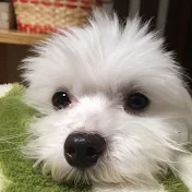 コインクン・オリガミ・チャンネル15（Mr coin origami channel15）