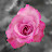 @asma_abu4