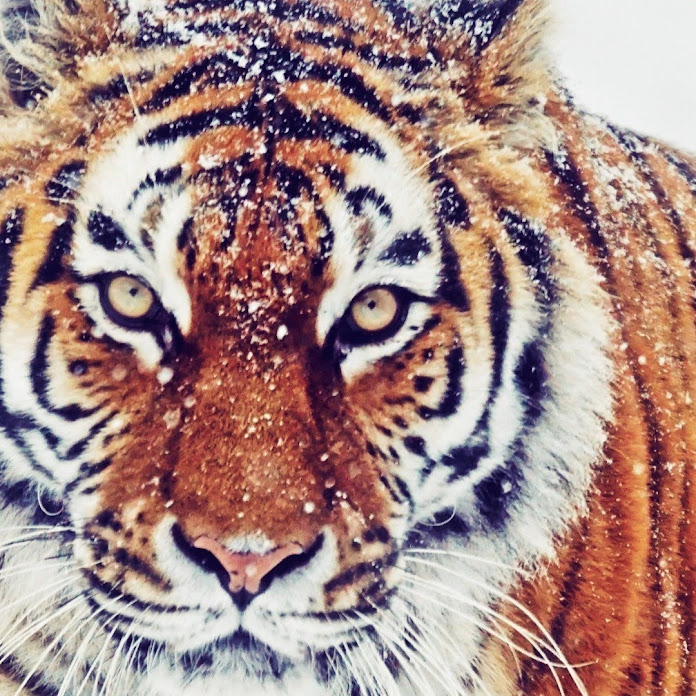 Ed Gerrard Net Worth & Earnings (2026)