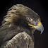 EmUZafmWTnE-channel-avatar-Art of Taxidermy