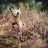 @kestu7772 Avatar
