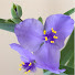 2BY_vaWTR_Y-channel-avatar-I Love Ikebana