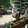 Автор