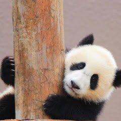 Fang Chinese lessonアイコン画像