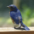 uji-k0YxqMs-channel-avatar-Backyard Beauty NH