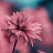 @روز-ط7ل