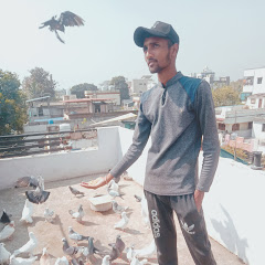 AMAZING PIGEON TIPS avatar