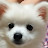 @이설희스피츠