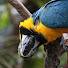 xBBgWAjo_qI-channel-avatar-lisethebird