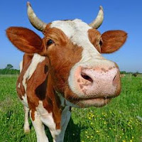 Sponge Cow profile image