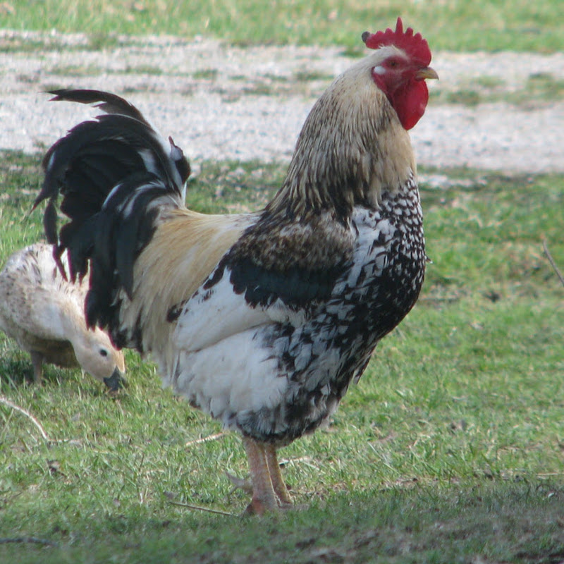Tomorrowaday Farms
