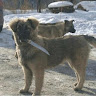 Автор